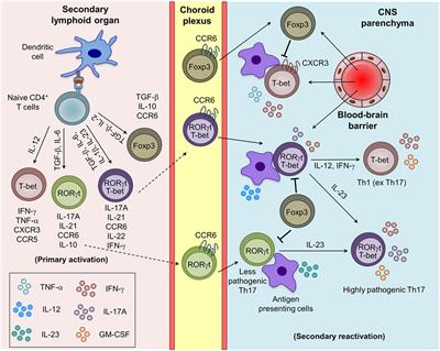 Differentiation and Transmigration of CD4 T Cells in Neuroinflammation and Autoimmunity